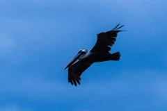 Looking for a Meal - Galapagos Islands, Ecuador