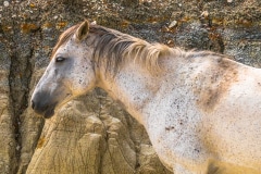 Sleeping Mustang - Roosevelt N.P. ND.