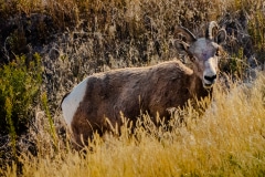Stare Down Badlands-  N.P. SD.