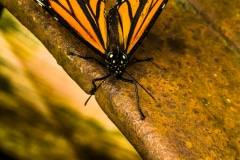 The Viceroy Butterfly - Burtrum, MN.