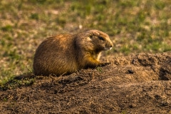 They Call Me Prairie Dog - Roosevelt N.P. ND.