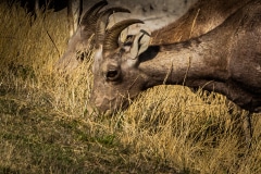 Veggie Time - Badlands N.P. SD.
