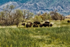 Where the Buffalo Roam - Antelope Island, UT